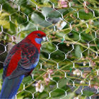 Garden Corrosion Resistance Vineyard Bird Netting , Bird Proof Netting For Fruit Trees